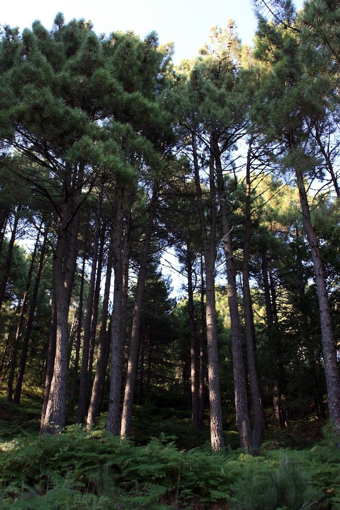 Bed & Breakfast Villa Le Querce