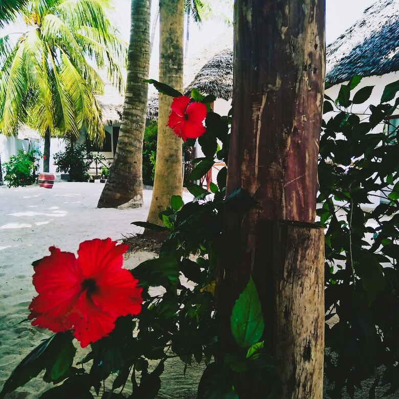 Hotel Jambiani White Sands Beach Bungalows