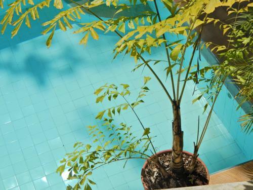 Bed & Breakfast Casa S�o Conrado