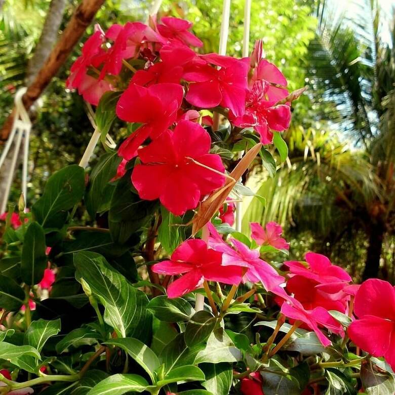 Hotel Duc Anh Garden Homestay