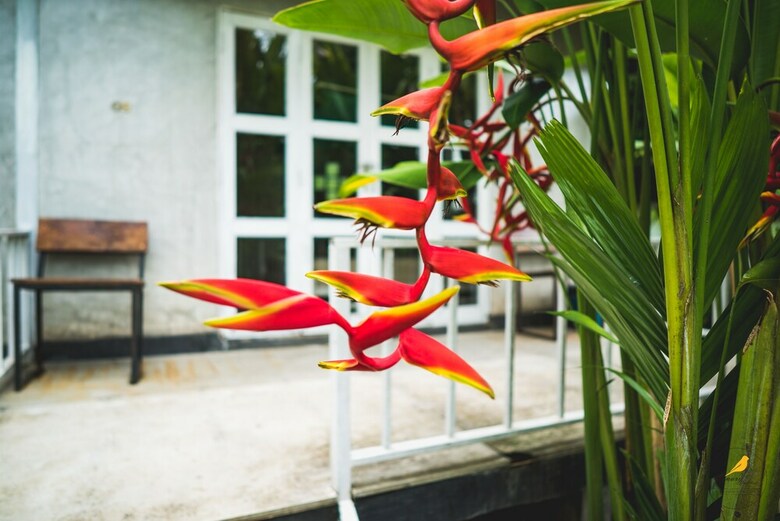 Hotel Canary Guesthouse