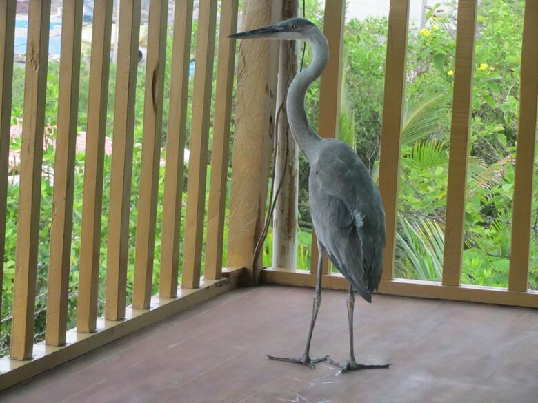 Bed & Breakfast Galapagos Chalet