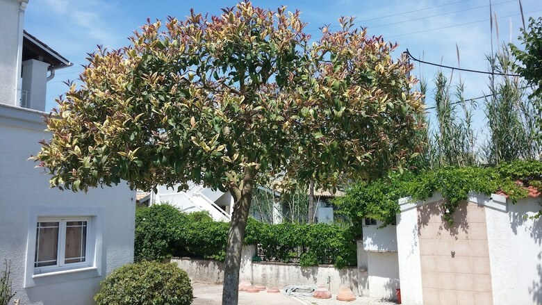 Apartamentos Corfu Anastasia