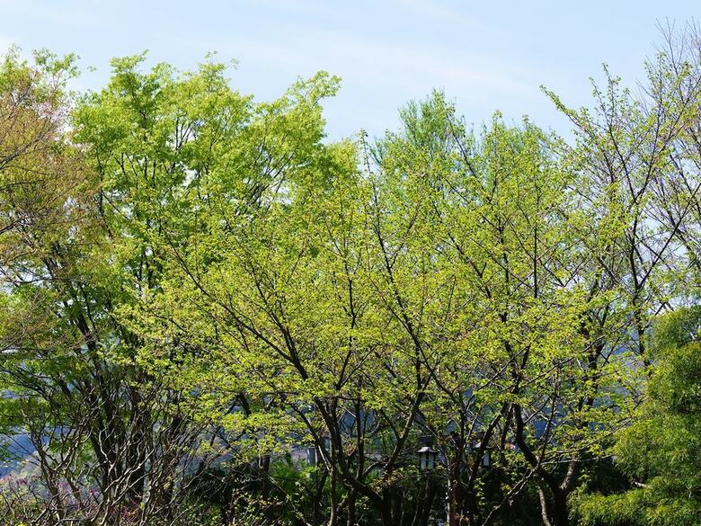 Hotel Oohashi Yakata-no-yu