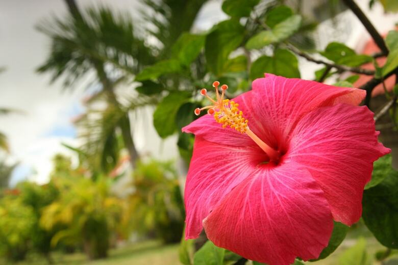 Hotel Ocean Villas