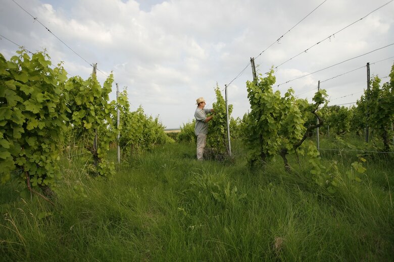W�rners Schloss Weingut & Wellness-hotel