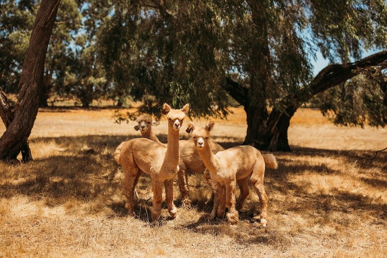 Margaret River Holiday Cottages