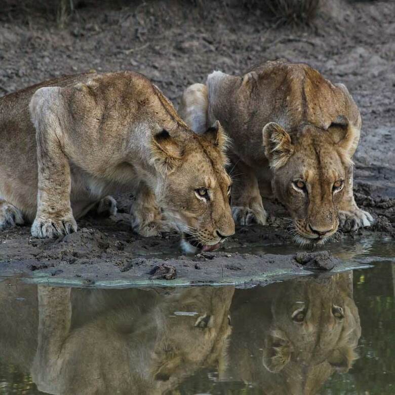 Baluleni Safari Lodge