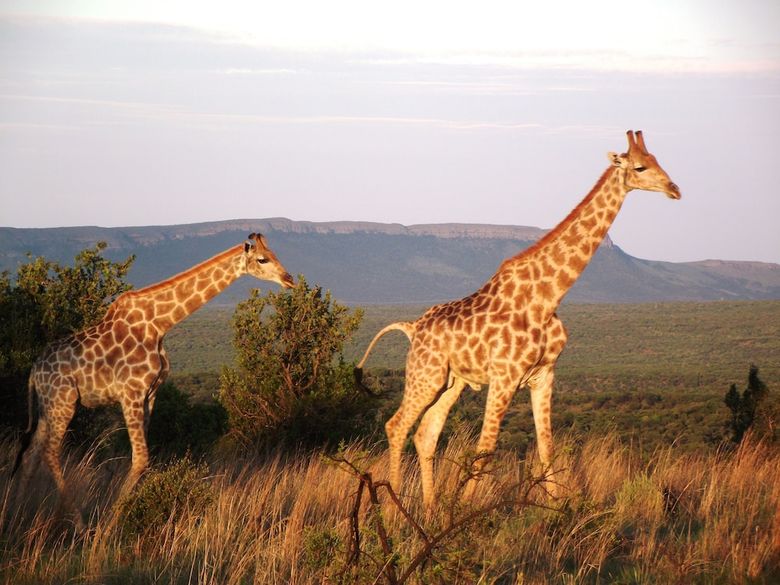 Posada Kareekloof Game Farm