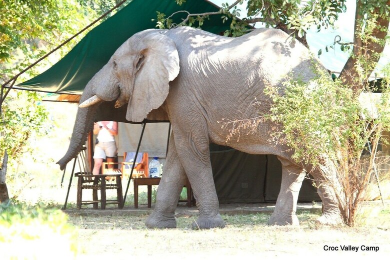 Croc Valley Camp