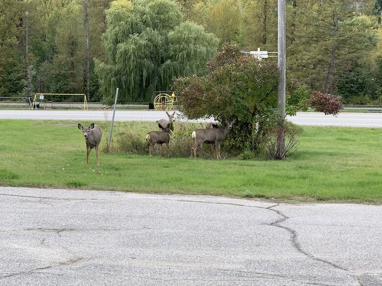 Greenview Motel And Rv Park