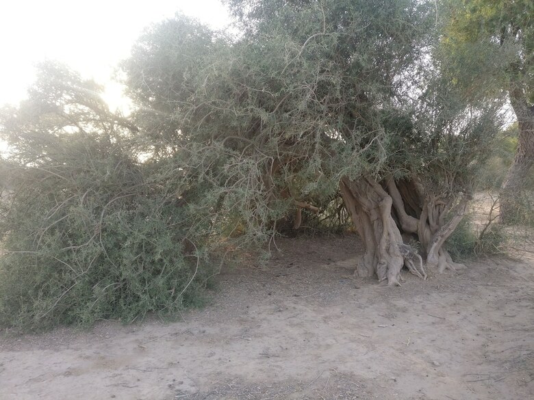 Savi Camps