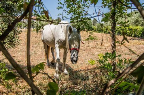 Bed & Breakfast Il Gallo Con Gli Stivali