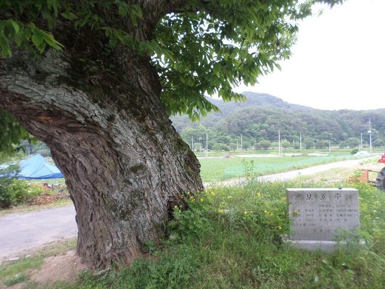 Hotel Ongyejongtaek(sambaekdang)