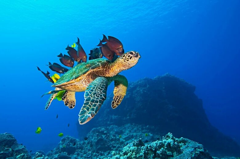 Hotel Equa Reef Maldives