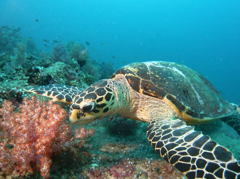 Hotel Equa Reef Maldives