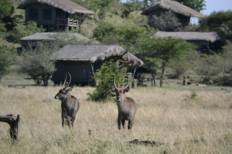 Grumeti Migration Camp