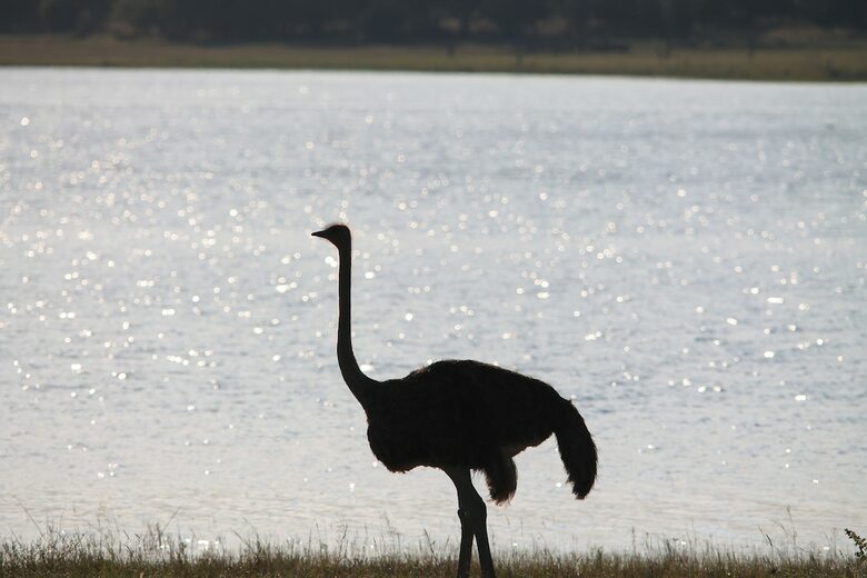 Posada Finfoot Lake Reserve