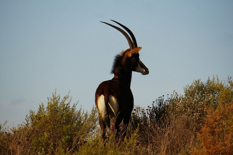 Kwetu Guest Farm