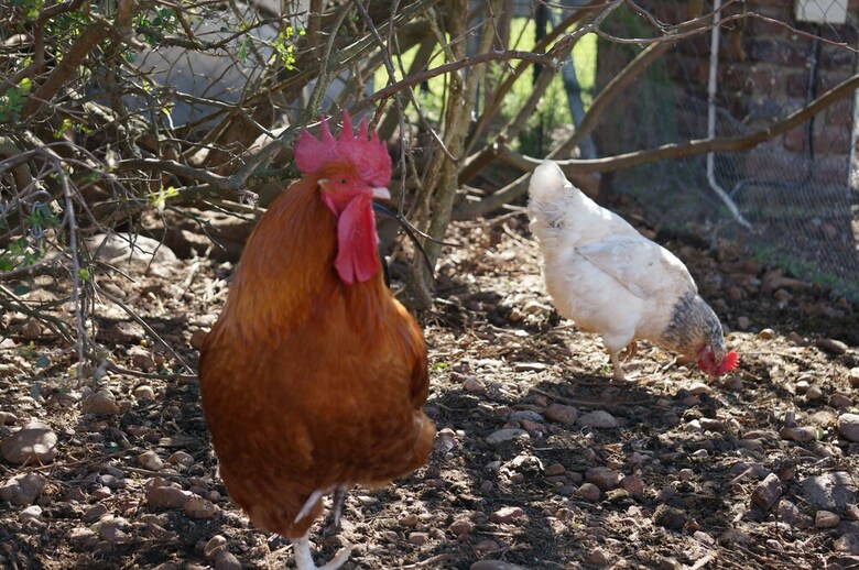 Kwetu Guest Farm