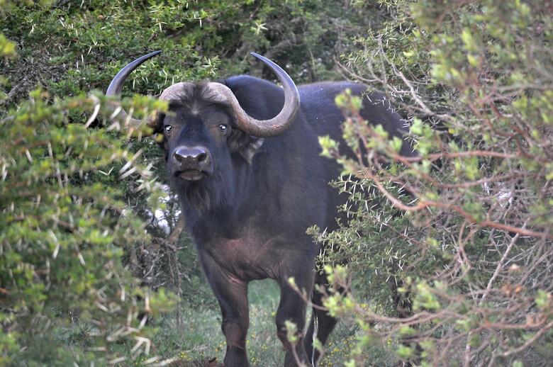 Posada Hopewell Private Game Reserve