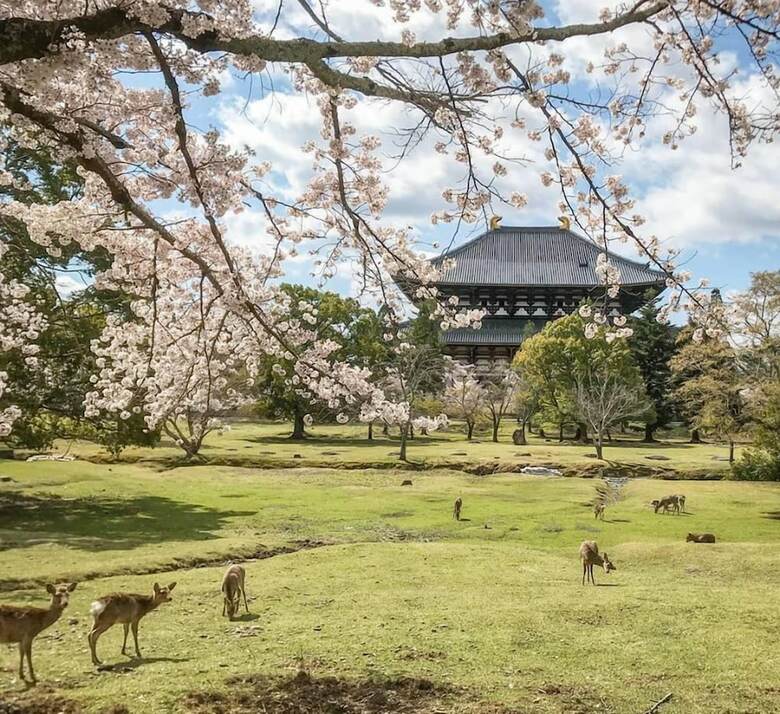 Hotel Nara Visitor Center & Inn