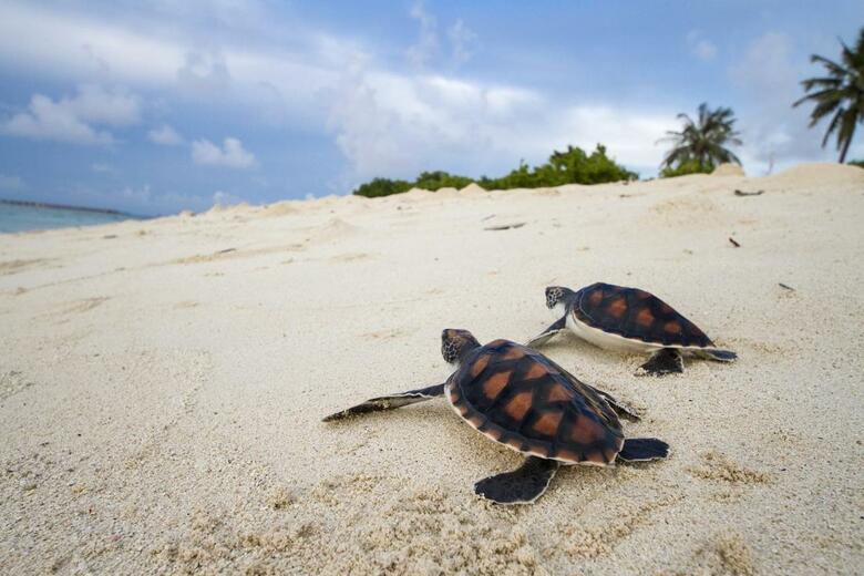 Tropic Tree Hotel Maldives