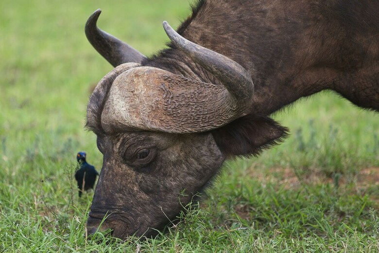 Posada Elephants Lodge - Bellevue Forest Reserve