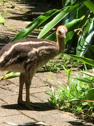 Lodge Daintree Crocodylus Village
