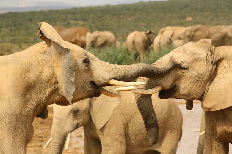 Posada Gorah Elephant Camp