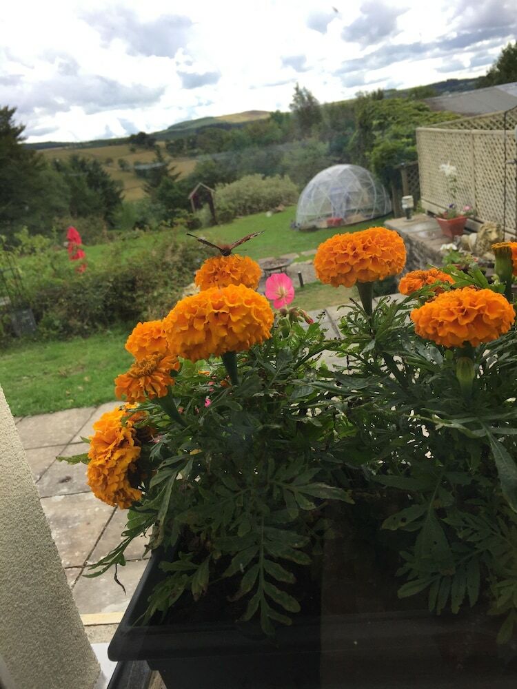 Hotel Ffos Y Ffin - Ascension In The Fields