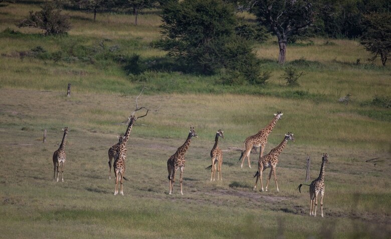 Elewana Serengeti Migration Camp