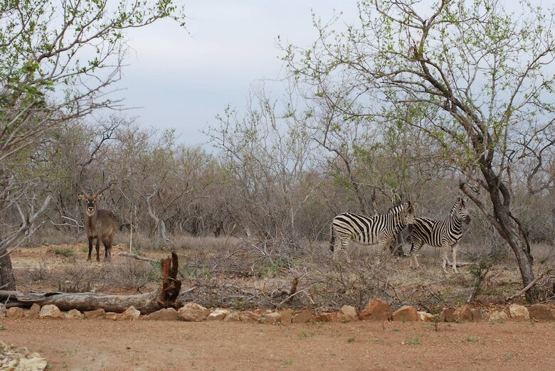 Posada The Baobab Bush Lodge