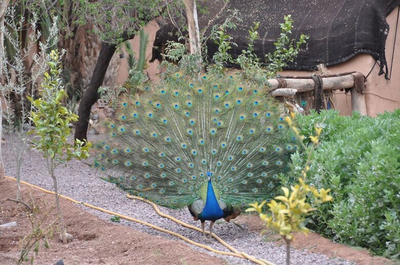 Hotel Ecolodge - La Palmeraie