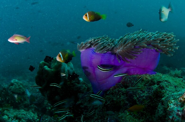 Hotel Scuba Inn