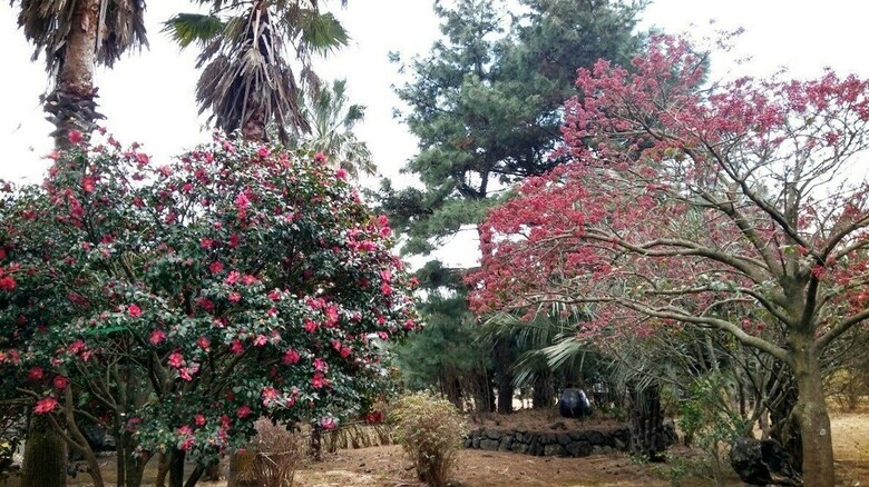 Pension Jeju Yazawon