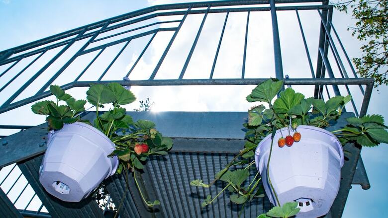 Bed & Breakfast Pension Linder