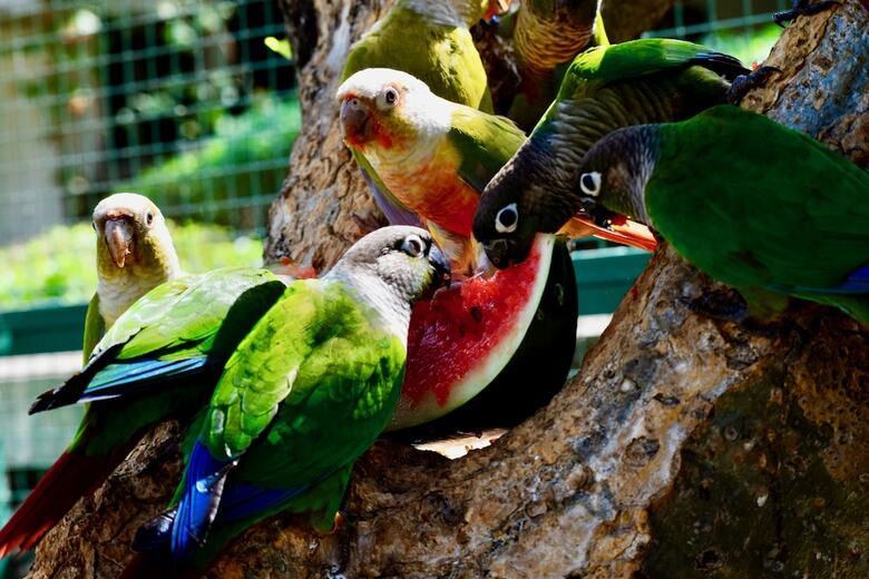 Apartamento Manas Resort With Petting Zoo