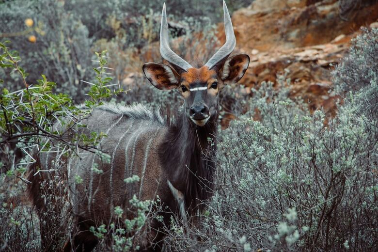 Posada Wildehondekloof