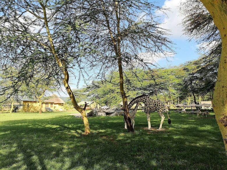 Africa Safari Lake Manyara