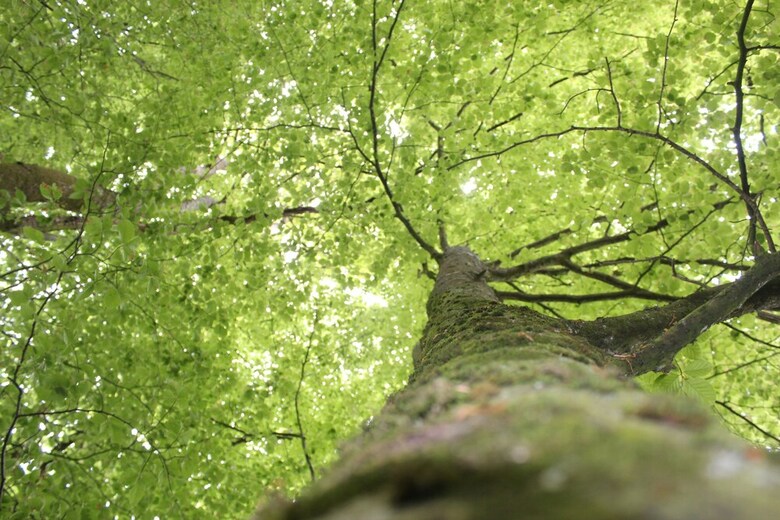 Cabana Green Tree Glamping