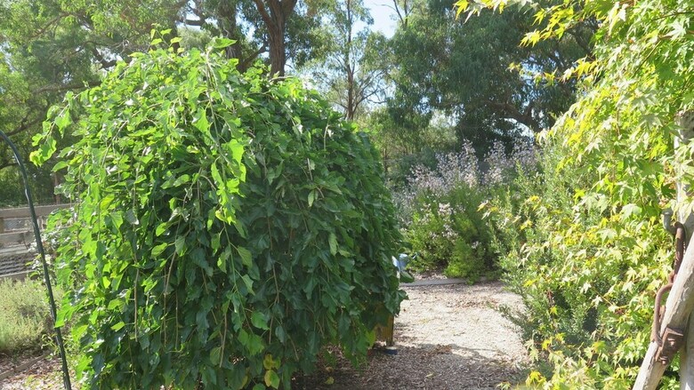 Bed & Breakfast Honeyeater Cottage