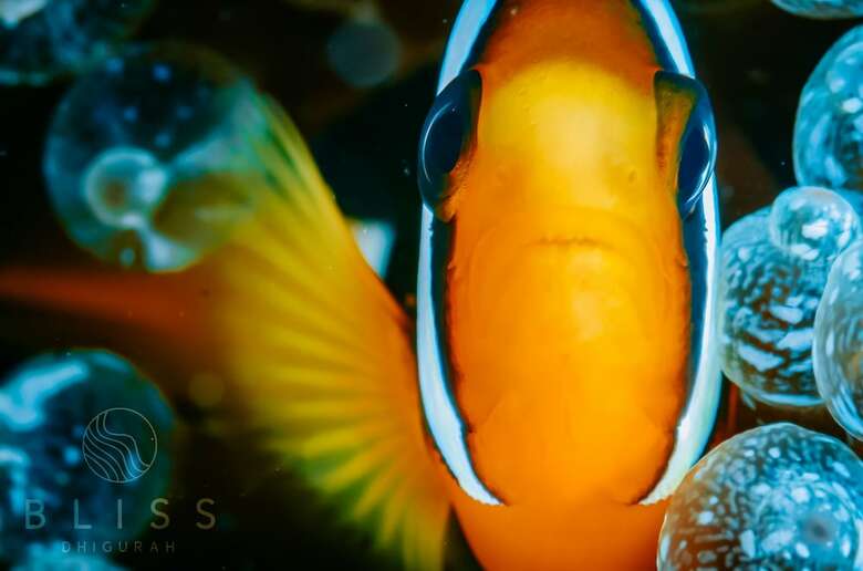Hotel Bliss Dhigurah