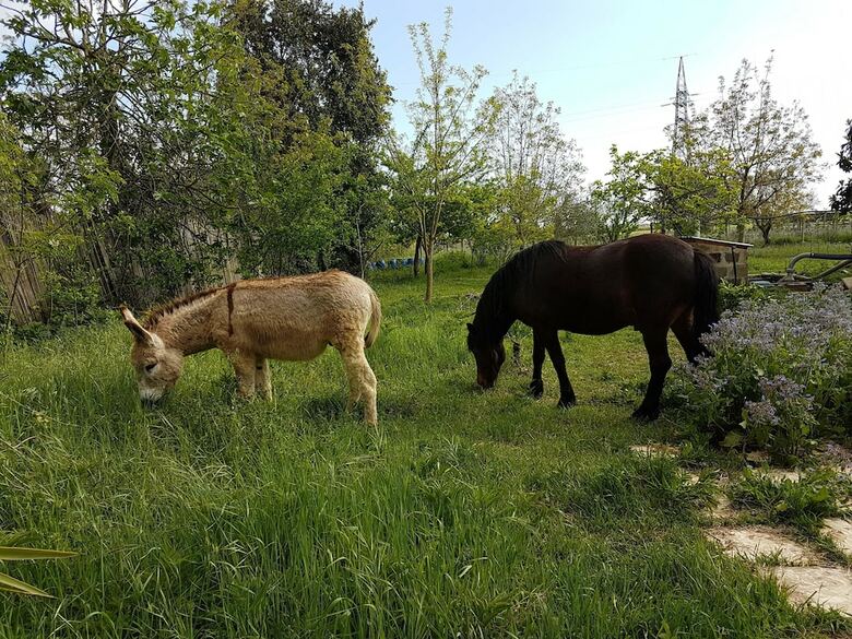 Bed & Breakfast Casale Cavatella