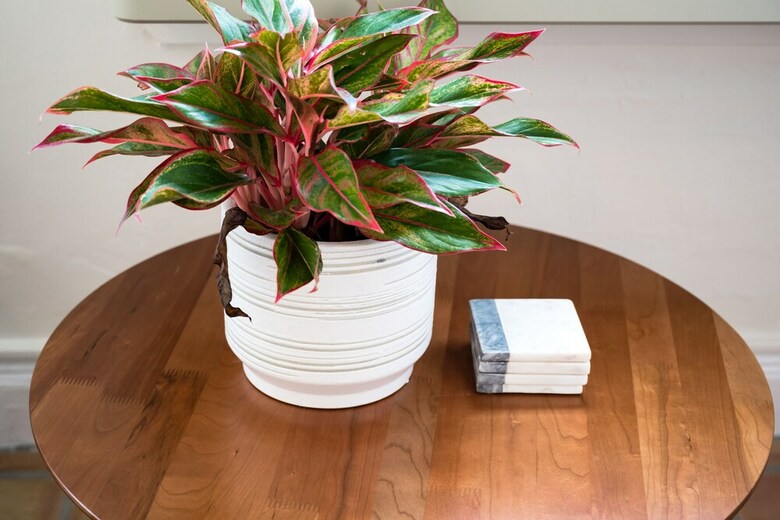 Tropicals Of Palm Beach