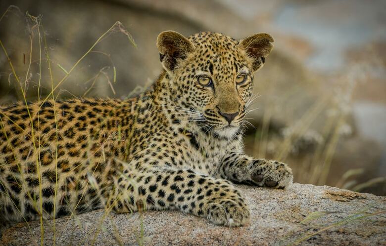 Posada Lion Sands Tinga Lodge
