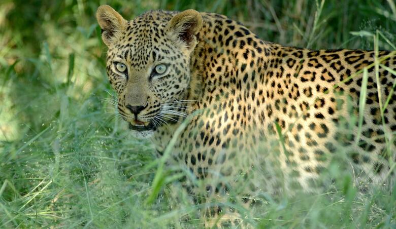 Posada Lion Sands Tinga Lodge