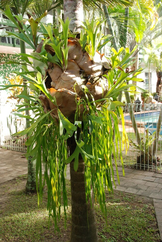 Apartamentos The Palms At Palm Cove