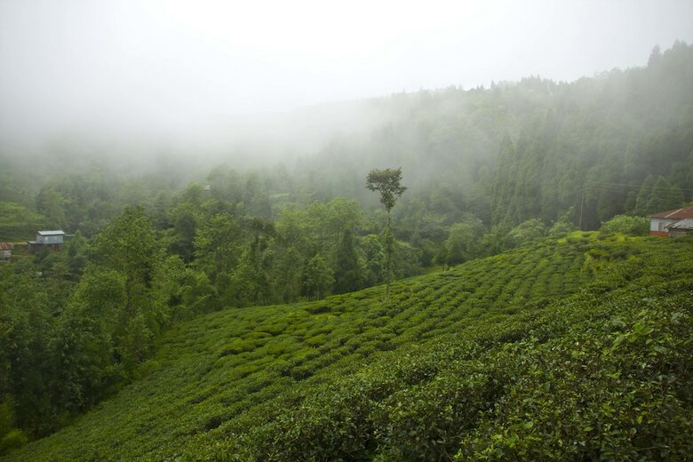 Hotel Goomtee Tea Garden Retreat