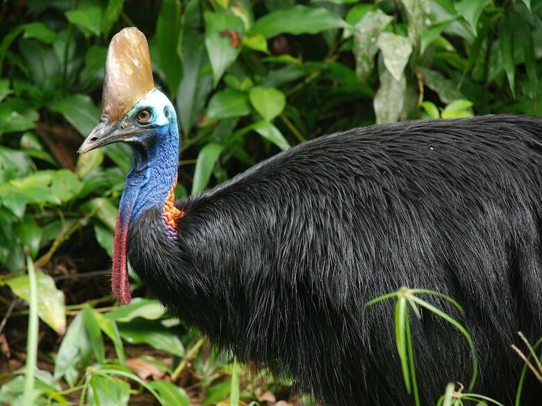 Hotel Daintree Peaks Eco Stays